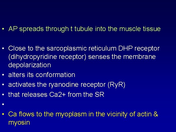  • AP spreads through t tubule into the muscle tissue • Close to