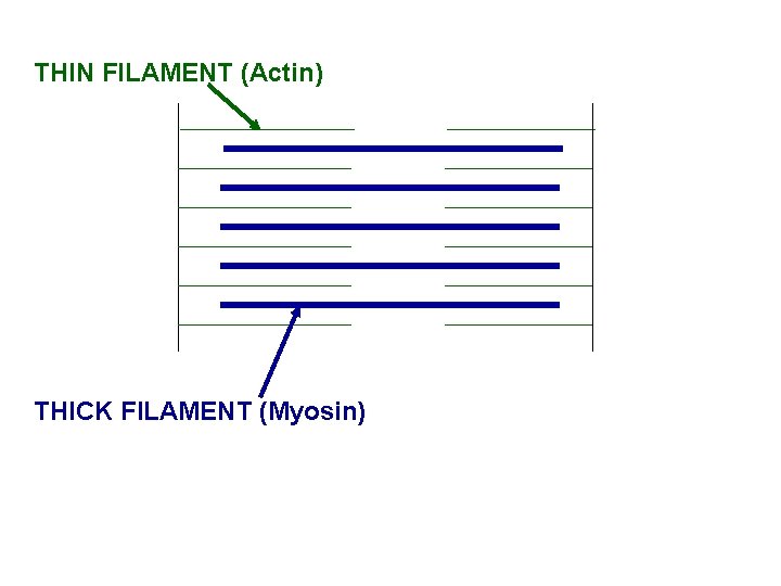 THIN FILAMENT (Actin) THICK FILAMENT (Myosin) 