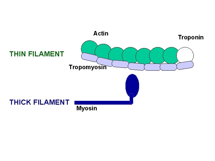 Actin THIN FILAMENT Tropomyosin THICK FILAMENT Myosin Troponin 