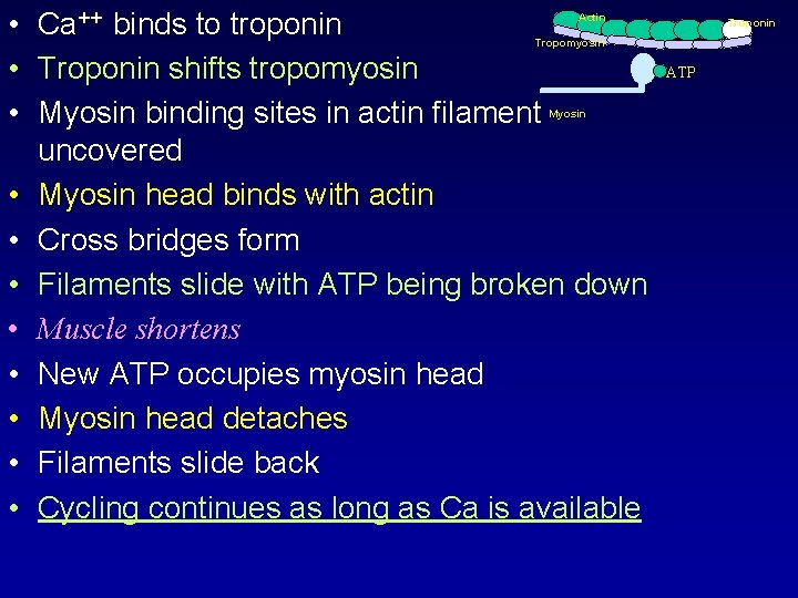  • Ca++ binds to troponin • Troponin shifts tropomyosin • Myosin binding sites