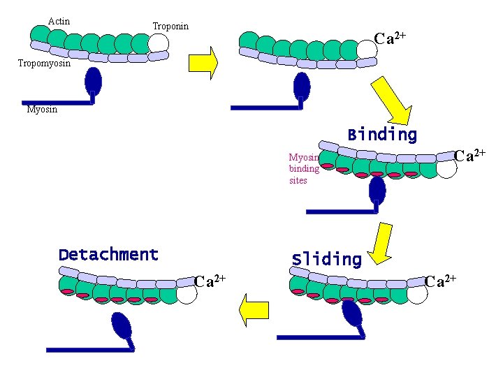 Actin Troponin Ca 2+ Tropomyosin Myosin Binding Myosin binding sites Detachment Ca 2+ Sliding