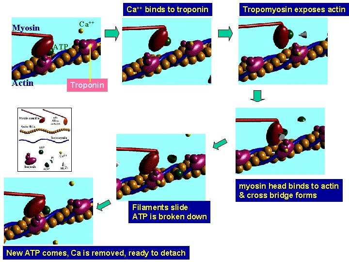 Ca++ binds to troponin Tropomyosin exposes actin Ca++ Myosin ATP Actin Troponin myosin head