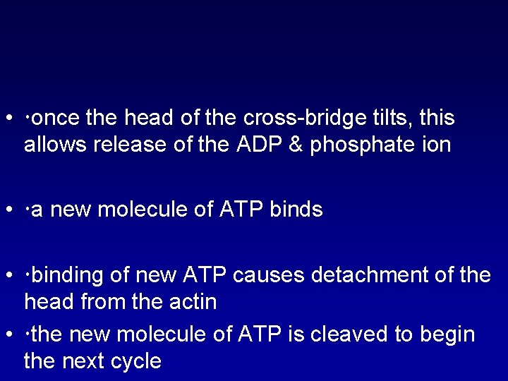  • once the head of the cross-bridge tilts, this allows release of the