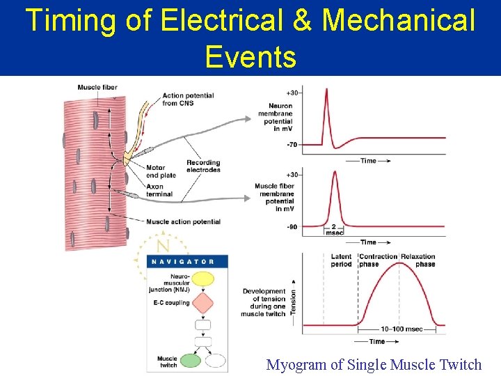 Timing of Electrical & Mechanical Events Myogram of Single Muscle Twitch 