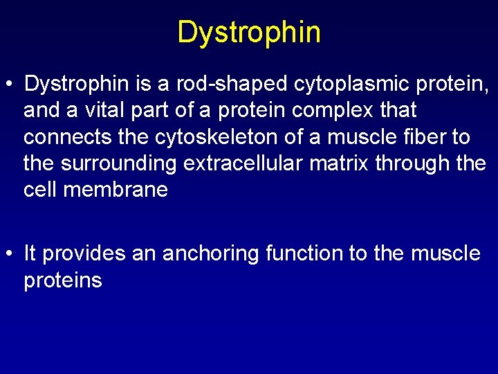 Dystrophin • Dystrophin is a rod-shaped cytoplasmic protein, and a vital part of a
