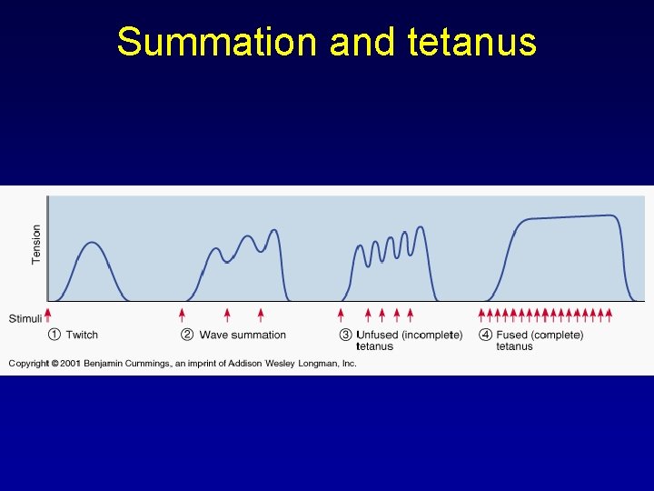 Summation and tetanus 