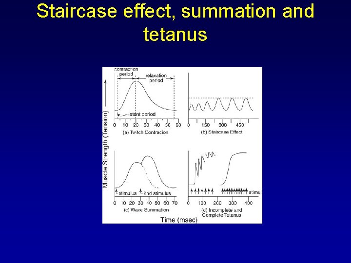 Staircase effect, summation and tetanus 