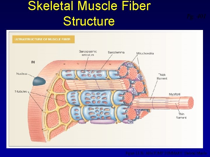 Skeletal Muscle Fiber Structure Pg. 401 Figure 12 -3 b: ANATOMY SUMMARY: Skeletal Muscle