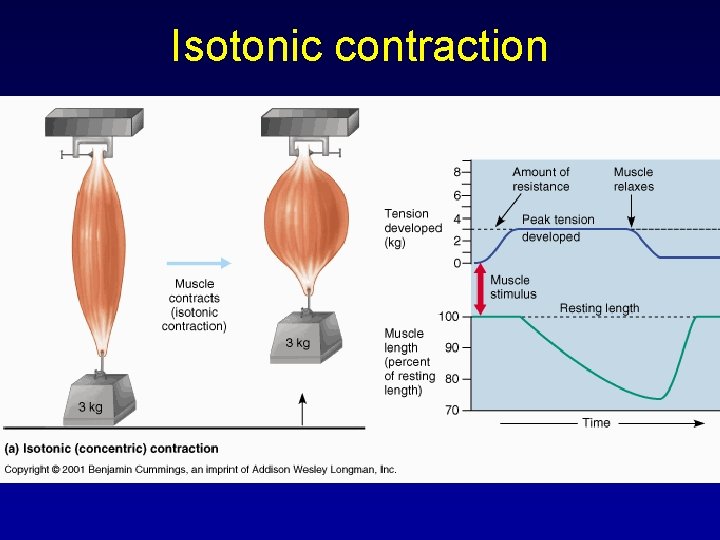 Isotonic contraction 