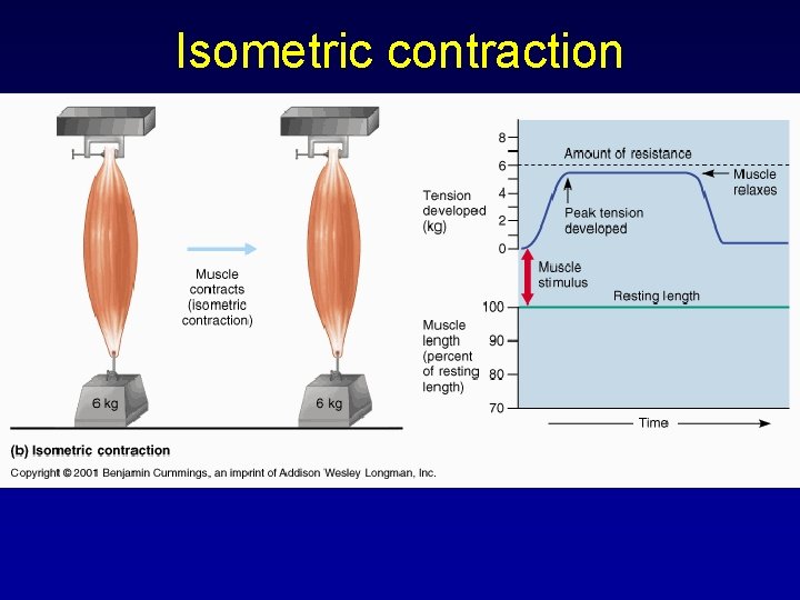 Isometric contraction 