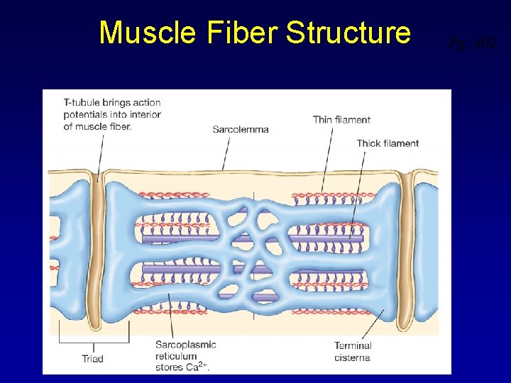 Muscle Fiber Structure Figure 12 -4: T-tubules and the sarcoplasmic reticulum Pg. 402 