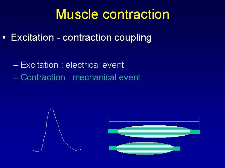 Muscle contraction • Excitation - contraction coupling – Excitation : electrical event – Contraction