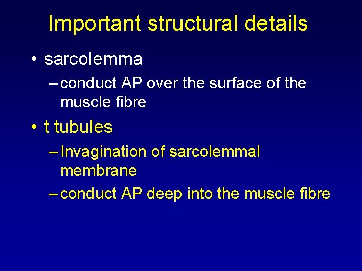 Important structural details • sarcolemma – conduct AP over the surface of the muscle