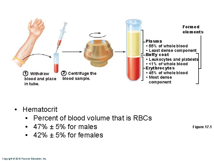 Formed elements 1 Withdraw 2 Centrifuge the blood and place in tube. blood sample.