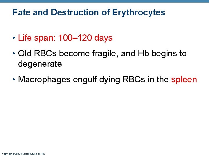 Fate and Destruction of Erythrocytes • Life span: 100– 120 days • Old RBCs