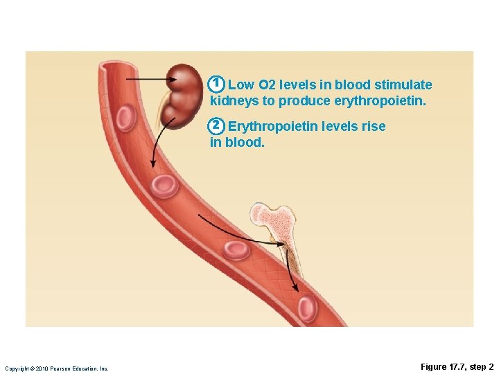 1 Low O 2 levels in blood stimulate kidneys to produce erythropoietin. 2 Erythropoietin