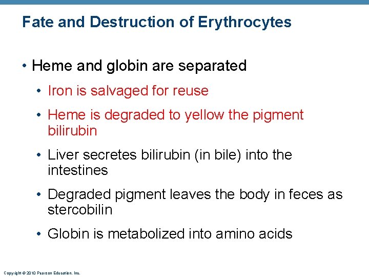 Fate and Destruction of Erythrocytes • Heme and globin are separated • Iron is