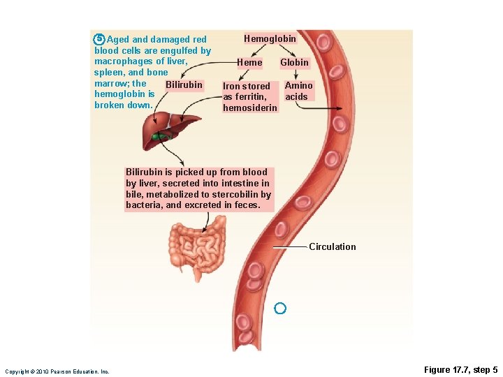 5 Aged and damaged red blood cells are engulfed by macrophages of liver, spleen,