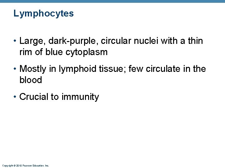 Lymphocytes • Large, dark-purple, circular nuclei with a thin rim of blue cytoplasm •
