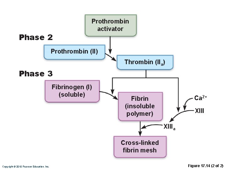 Phase 2 Prothrombin activator Prothrombin (II) Thrombin (IIa) Phase 3 Fibrinogen (I) (soluble) Ca