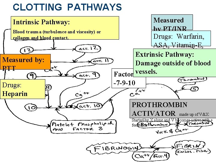 CLOTTING PATHWAYS Intrinsic Pathway: Blood trauma (turbulence and viscosity) or collagen and blood contact.