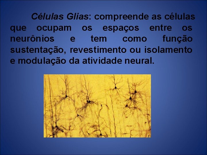 Células Glias: compreende as células que ocupam os espaços entre os neurônios e tem