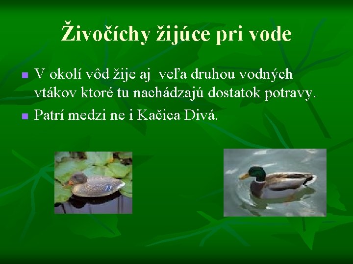 Živočíchy žijúce pri vode n n V okolí vôd žije aj veľa druhou vodných