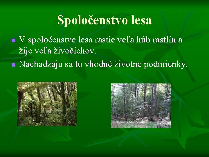 Spoločenstvo lesa n n V spoločenstve lesa rastie veľa húb rastlín a žije veľa