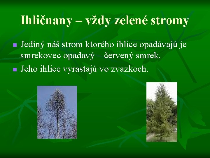 Ihličnany – vždy zelené stromy n n Jediný náš strom ktorého ihlice opadávajú je