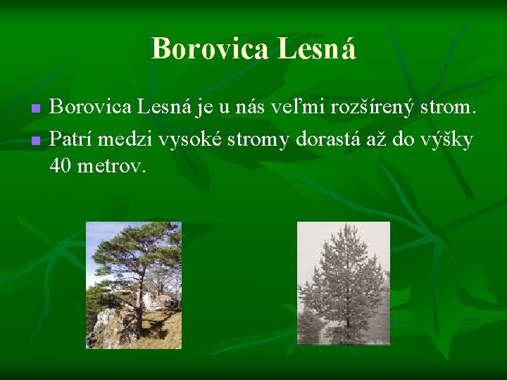 Borovica Lesná n n Borovica Lesná je u nás veľmi rozšírený strom. Patrí medzi