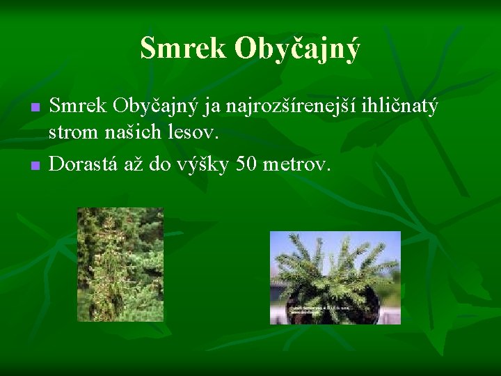 Smrek Obyčajný n n Smrek Obyčajný ja najrozšírenejší ihličnatý strom našich lesov. Dorastá až