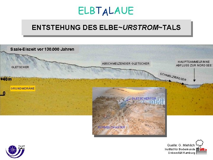 ELBTALAUE ENTSTEHUNG DES ELBE~URSTROM~TALS Saale-Eiszeit vor 130. 000 Jahren HAUPTSAMMELRINNE ABFLUSS ZUR NORDSEE ABSCHMELZENDER