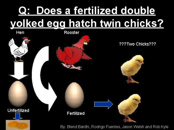 Q: Does a fertilized double yolked egg hatch twin chicks? Hen Rooster ? ?