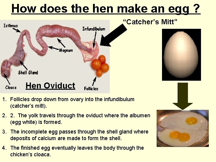 How does the hen make an egg ? “Catcher’s Mitt” Hen Oviduct 1. Follicles