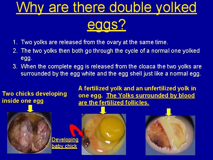 Why are there double yolked eggs? 1. Two yolks are released from the ovary