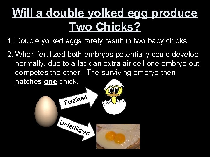 Will a double yolked egg produce Two Chicks? 1. Double yolked eggs rarely result