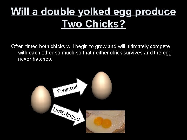Will a double yolked egg produce Two Chicks? Often times both chicks will begin