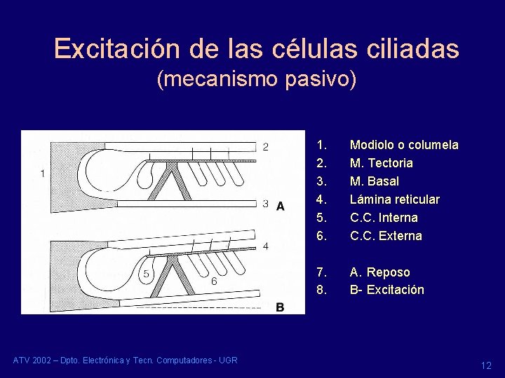 Excitación de las células ciliadas (mecanismo pasivo) ATV 2002 – Dpto. Electrónica y Tecn.