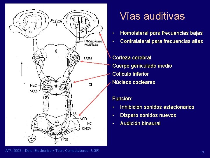 Vías auditivas • Homolateral para frecuencias bajas • Contralateral para frecuencias altas Corteza cerebral