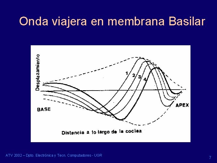 Onda viajera en membrana Basilar ATV 2002 – Dpto. Electrónica y Tecn. Computadores -