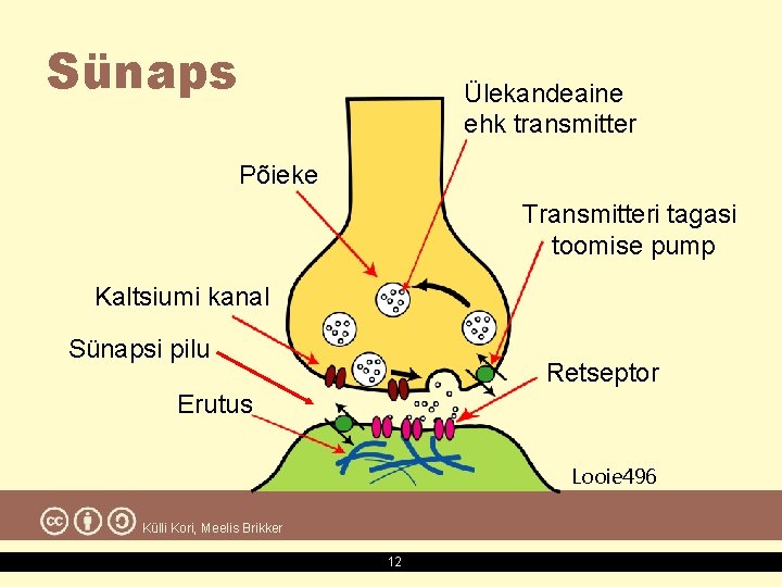 Sünaps Ülekandeaine ehk transmitter Põieke Transmitteri tagasi toomise pump Kaltsiumi kanal Sünapsi pilu Retseptor