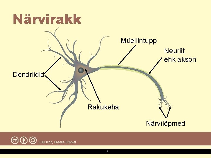 Närvirakk Müeliintupp Neuriit ehk akson Dendriidid Rakukeha Närvilõpmed Külli Kori, Meelis Brikker 7 