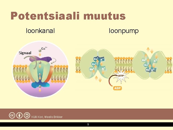 Potentsiaali muutus Ioonkanal Ioonpump Signaal Külli Kori, Meelis Brikker 9 