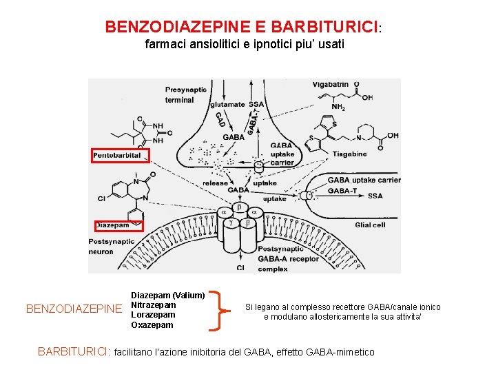 BENZODIAZEPINE E BARBITURICI: farmaci ansiolitici e ipnotici piu’ usati BENZODIAZEPINE Diazepam (Valium) Nitrazepam Lorazepam