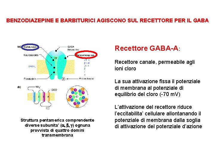 BENZODIAZEPINE E BARBITURICI AGISCONO SUL RECETTORE PER IL GABA Recettore GABA-A: Recettore canale, permeabile