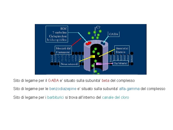 Sito di legame per il GABA e’ situato sulla subunita’ beta del complesso Sito