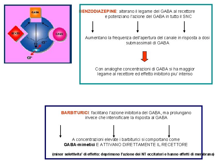 BENZODIAZEPINE: alterano il legame del GABA al recettore e potenziano l’azione del GABA in