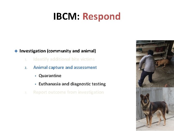 IBCM: Respond Investigation (community and animal) 1. Identify additional bite victims 2. Animal capture