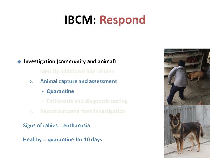 IBCM: Respond Investigation (community and animal) 1. Identify additional bite victims 2. Animal capture