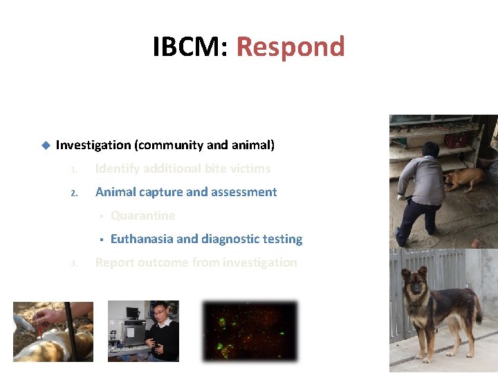 IBCM: Respond Investigation (community and animal) 1. Identify additional bite victims 2. Animal capture